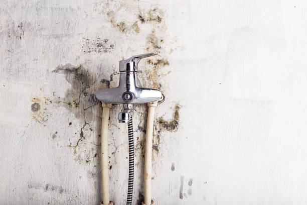 Best Toxic Mold Removal  in , MA