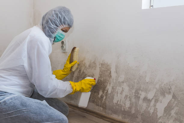 Best Certified Mold Removal  in , MA
