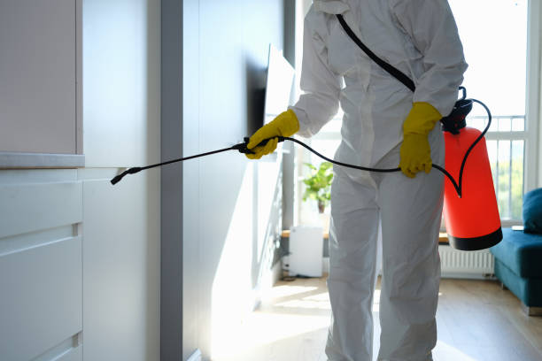 Best Local Mold Removal Service  in , MA