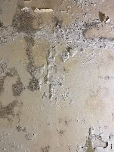 Best Crawl Space Mold Removal  in , MA