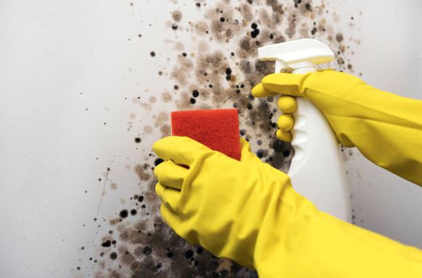 Best Mold Damage Repair  in , MA