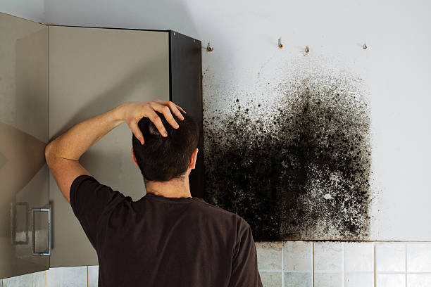 Best Mold Testing  in , MA